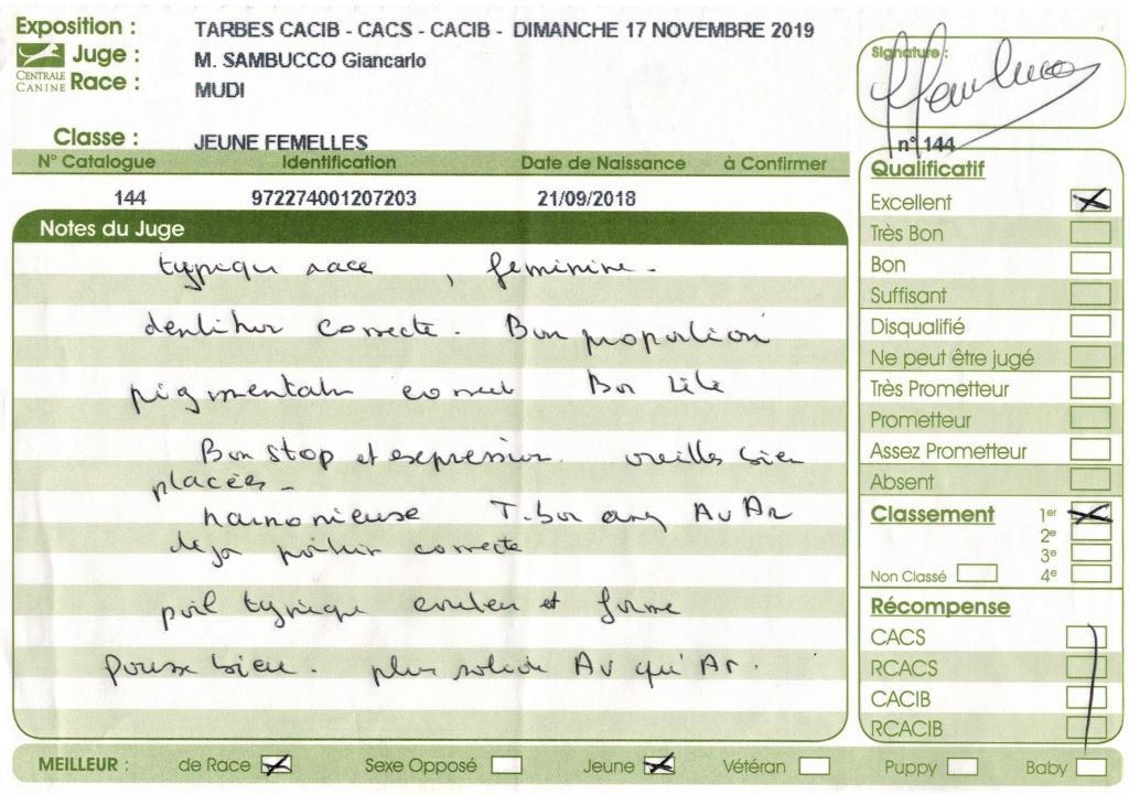 mcpotter's creek's Shine a light - 1er Excellent, Meilleur jeune, Meilleur de race