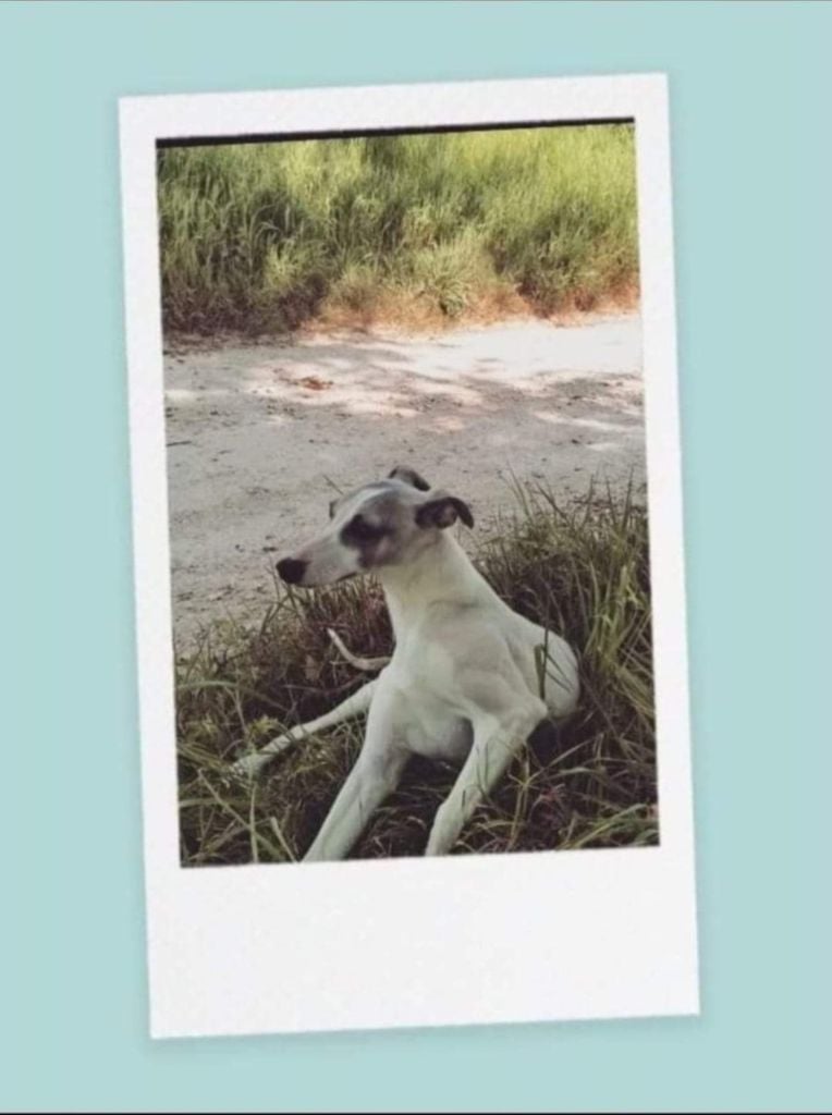 Publication : (Sans Affixe) Auteur : La petite madrague