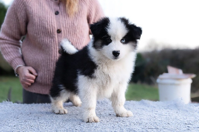 Les chiots de Laika de iakoutie