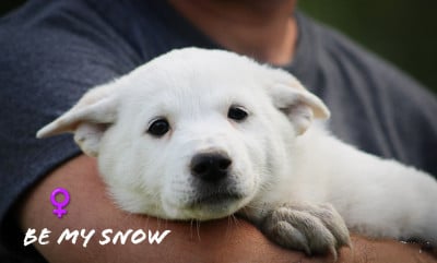 Les chiots de Canaan Dog