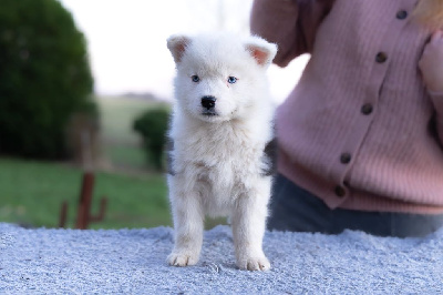 Les chiots de Laika de iakoutie