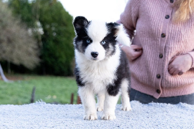 Les chiots de Laika de iakoutie