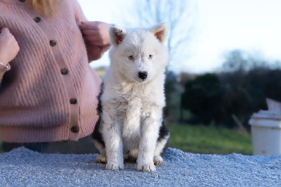 Les chiots de Laika de iakoutie