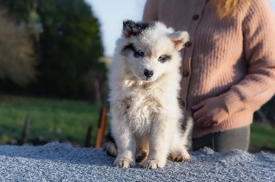 Les chiots de Laika de iakoutie