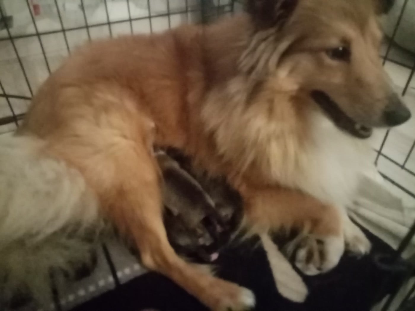 Shetland Sheepdog - Des Berges d'Allier