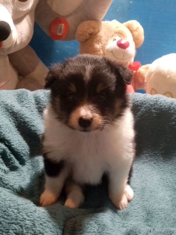CHIOT 1 - Shetland Sheepdog