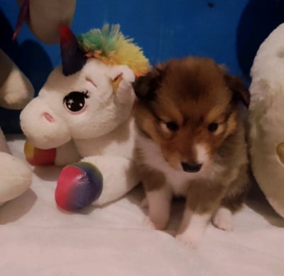 Les chiots de Shetland Sheepdog