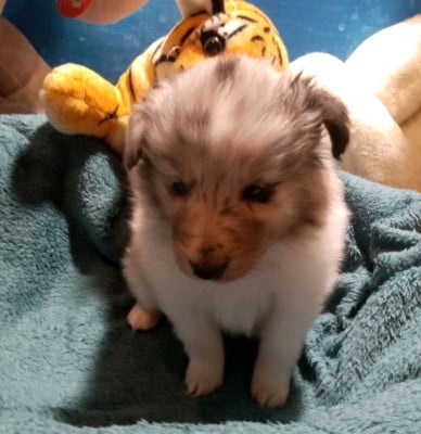 Les chiots de Shetland Sheepdog