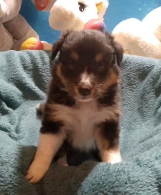Les chiots de Shetland Sheepdog