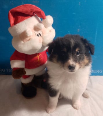 Les chiots de Shetland Sheepdog