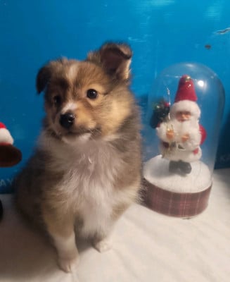 Les chiots de Shetland Sheepdog