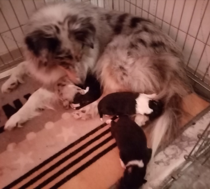 Shetland Sheepdog - Des Berges d'Allier