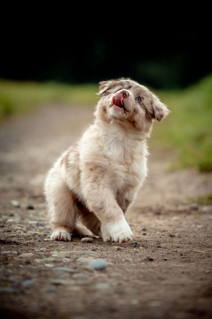 The total red  Of The Lion City