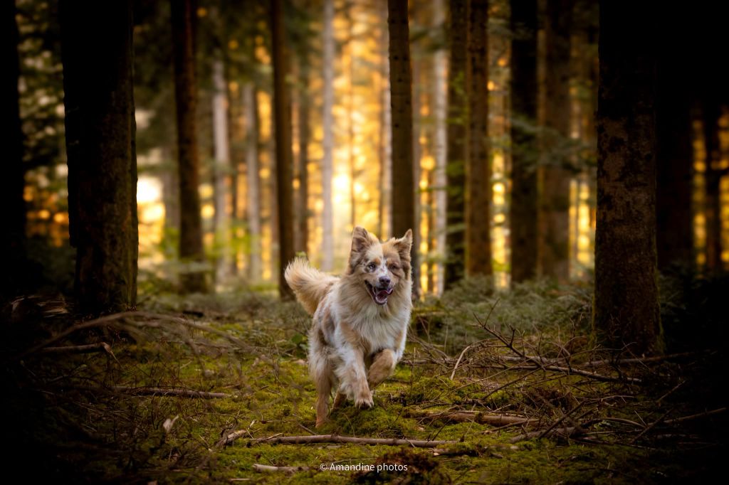 The total red  Of The Lion City