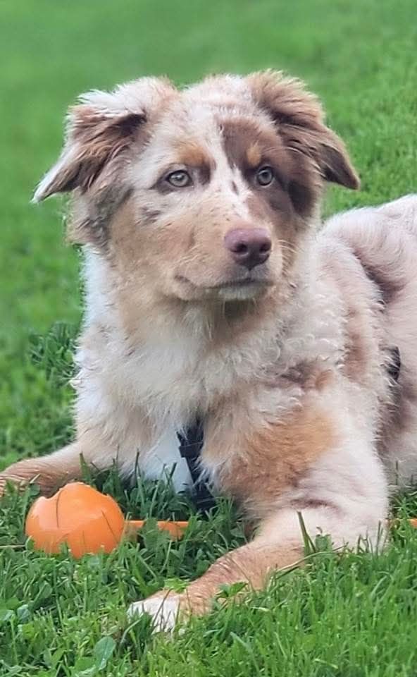 The total red  Of The Lion City