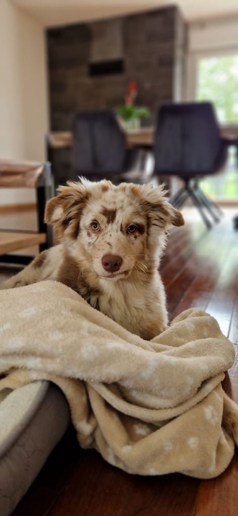 The total red  Of The Lion City