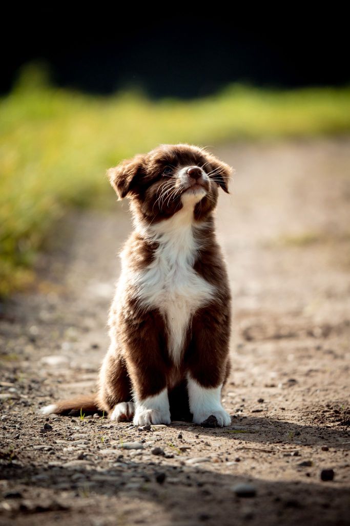 The total red  Of The Lion City