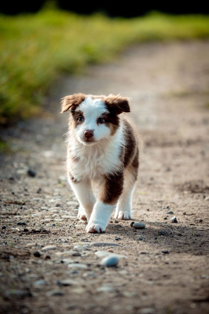 The total red  Of The Lion City