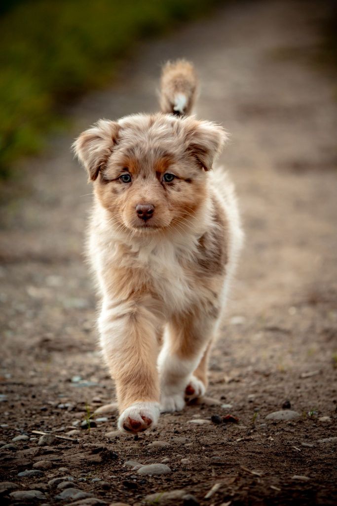 The total red  Of The Lion City