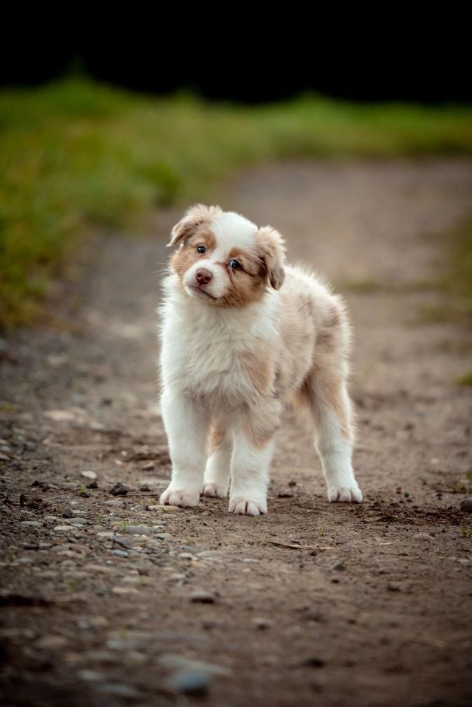 The total red  Of The Lion City