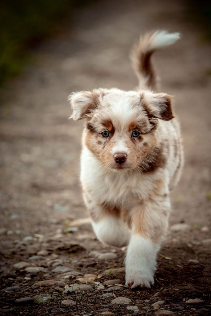 The total red  Of The Lion City