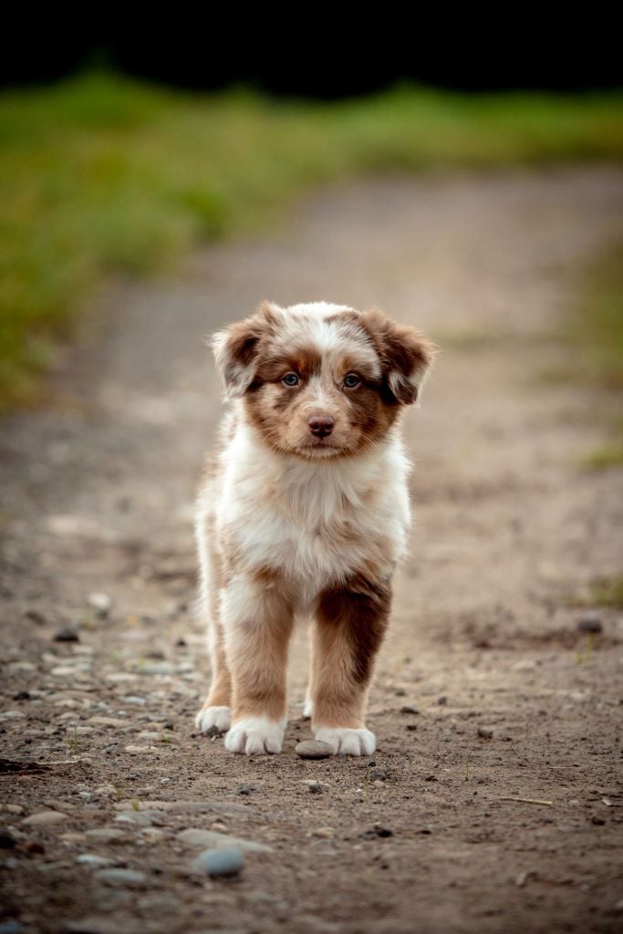 The total red  Of The Lion City