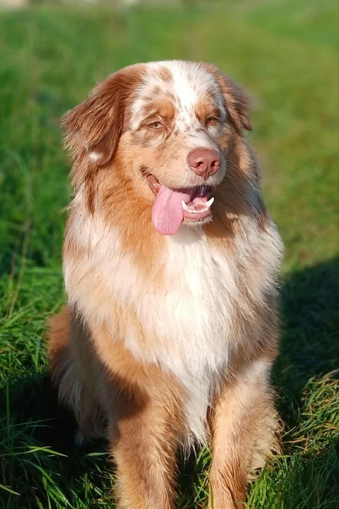 The total red  Of The Lion City