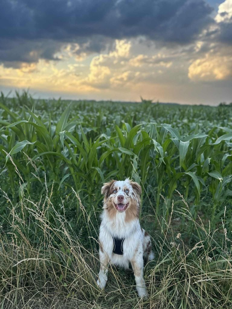 The total red  Of The Lion City