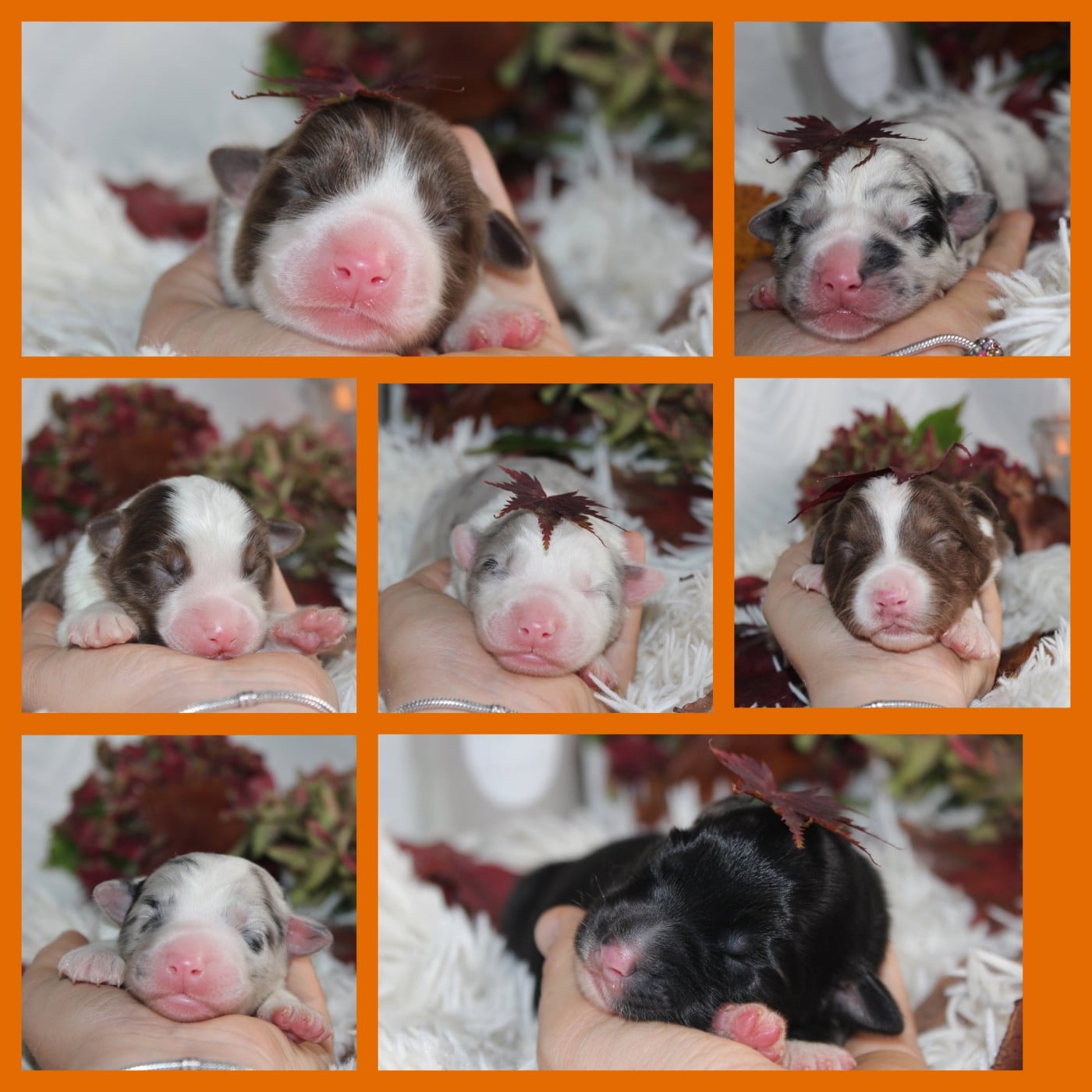 Berger Australien - Of The Lion City