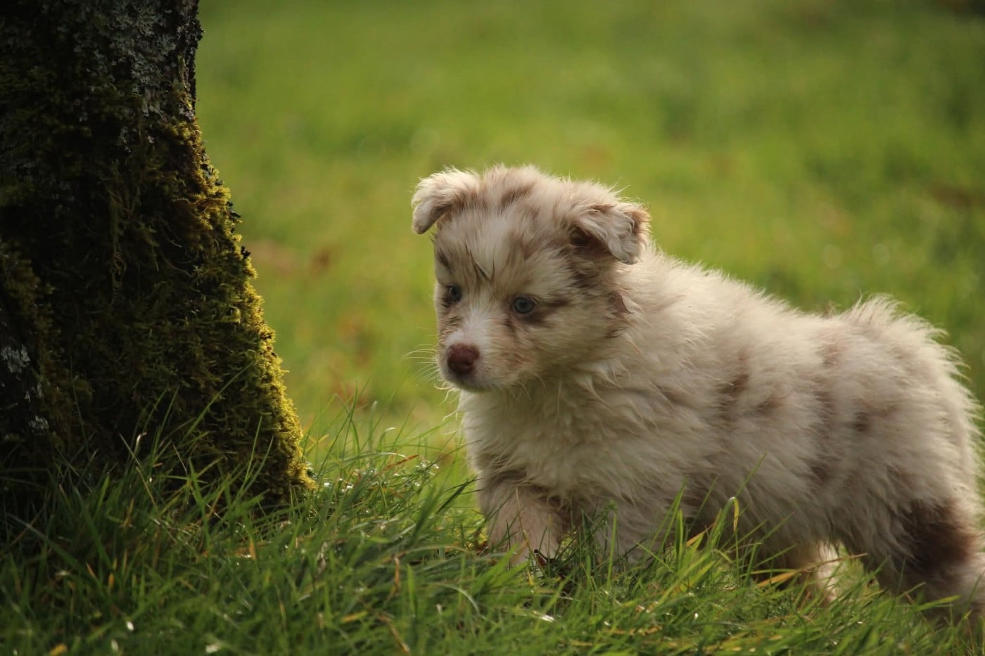 A' Niragi in Bordeland