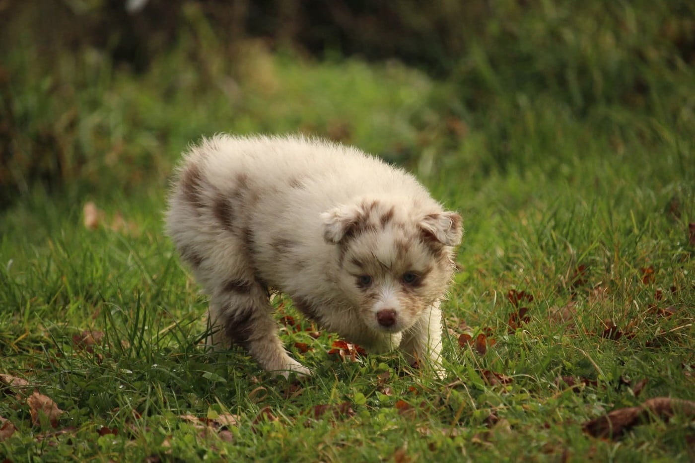 A' Niragi in Bordeland