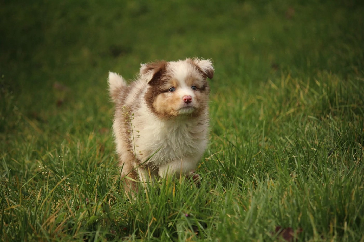 A' chischya in Borderland