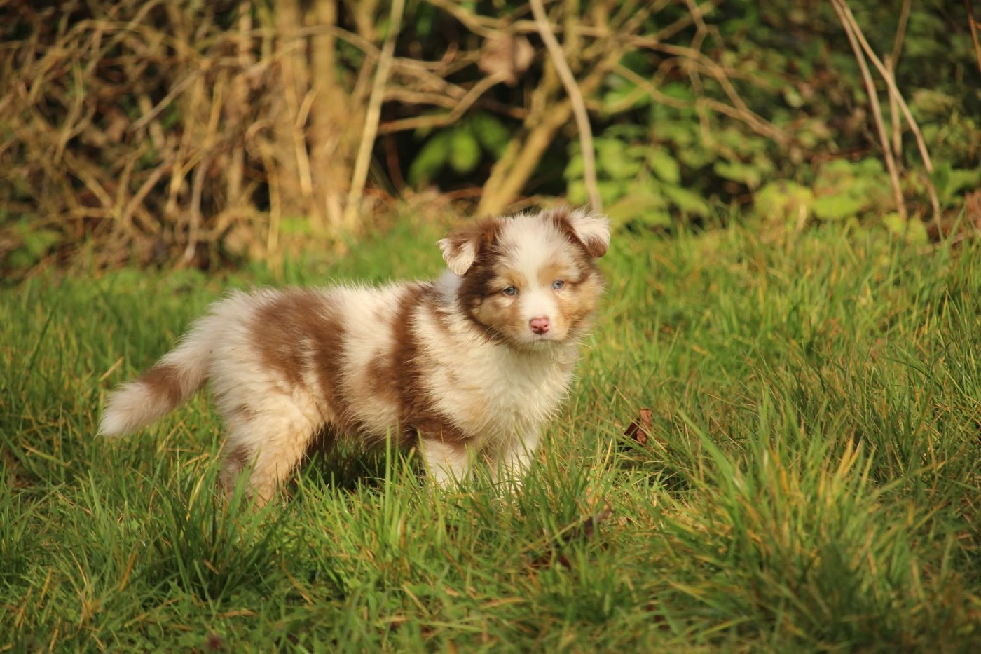 A' chischya in Borderland