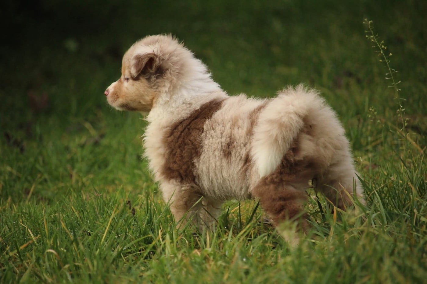 A' chischya in Borderland