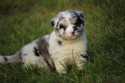 Les chiots de Berger Australien