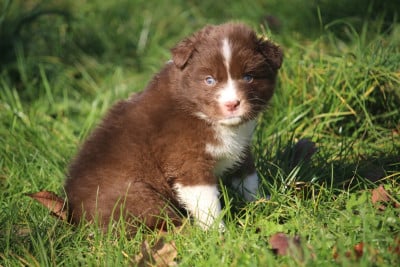 Les chiots de Berger Australien