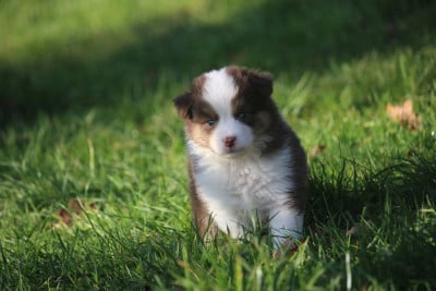 Les chiots de Berger Australien