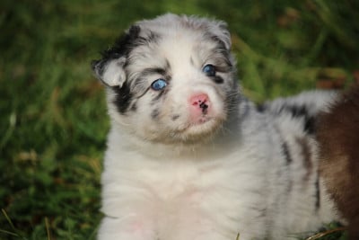 Les chiots de Berger Australien