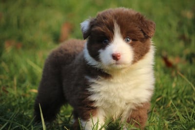 Les chiots de Berger Australien