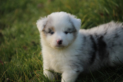 Les chiots de Berger Australien
