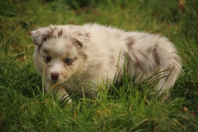 Les chiots de Berger Australien