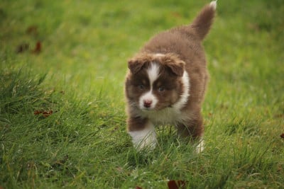 Les chiots de Berger Australien