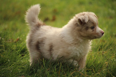 Les chiots de Berger Australien