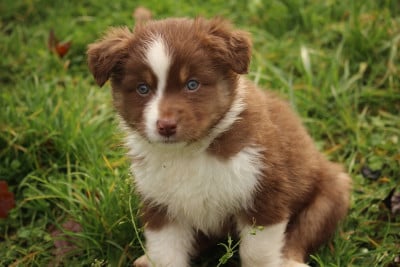 Les chiots de Berger Australien