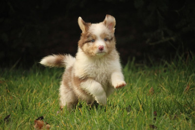 Les chiots de Berger Australien