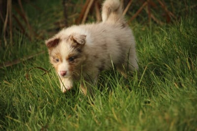 Les chiots de Berger Australien