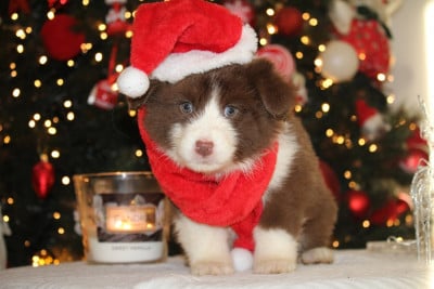 Les chiots de Berger Australien