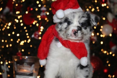 Les chiots de Berger Australien