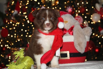 Les chiots de Berger Australien