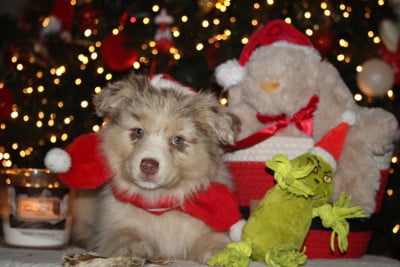 Les chiots de Berger Australien